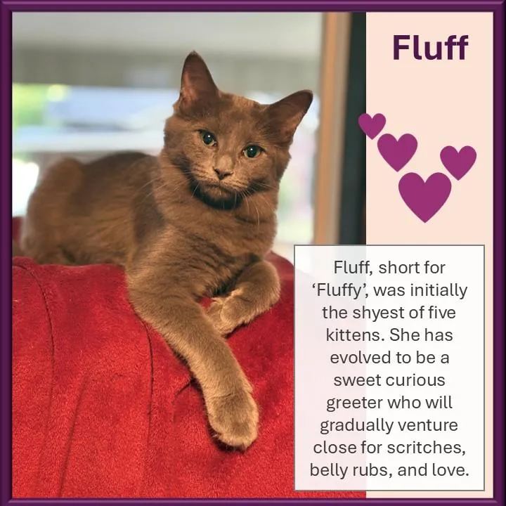 Fluff thumbnail 2