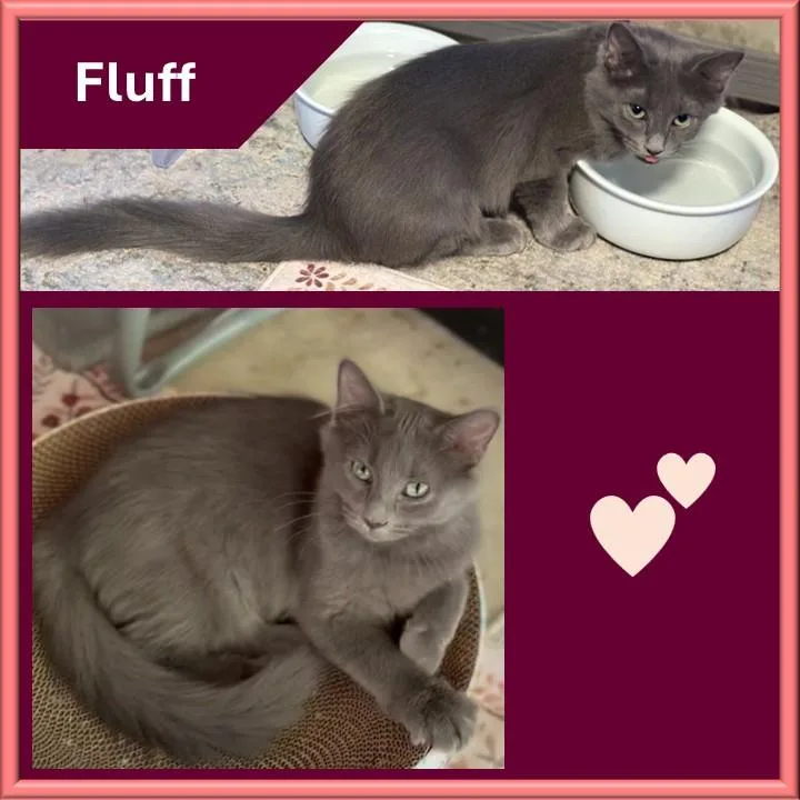 Fluff thumbnail 3