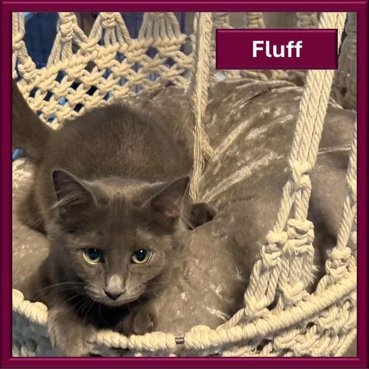 Fluff thumbnail 4