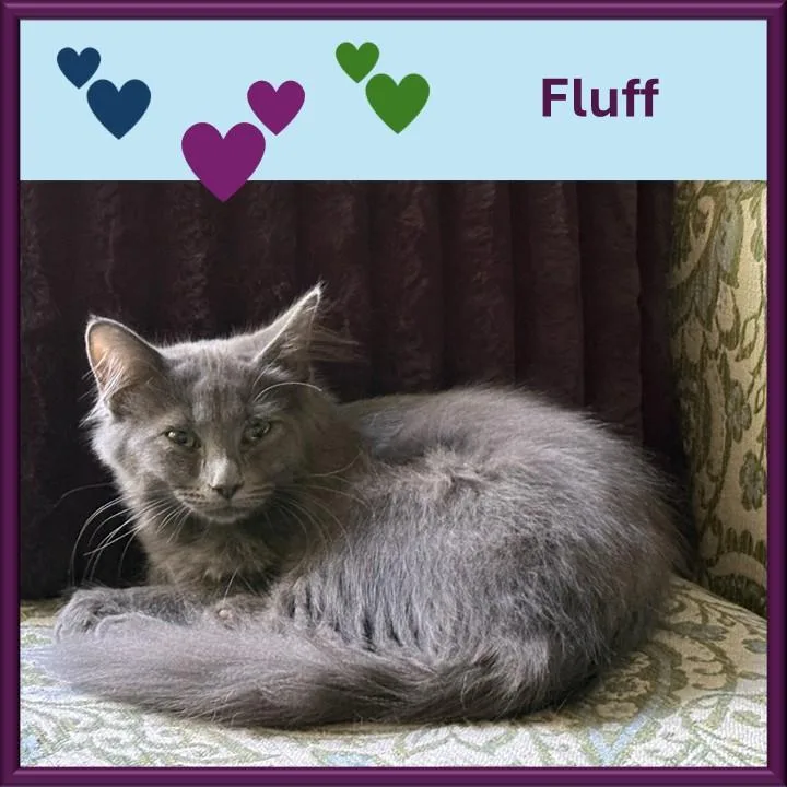 Fluff thumbnail 5