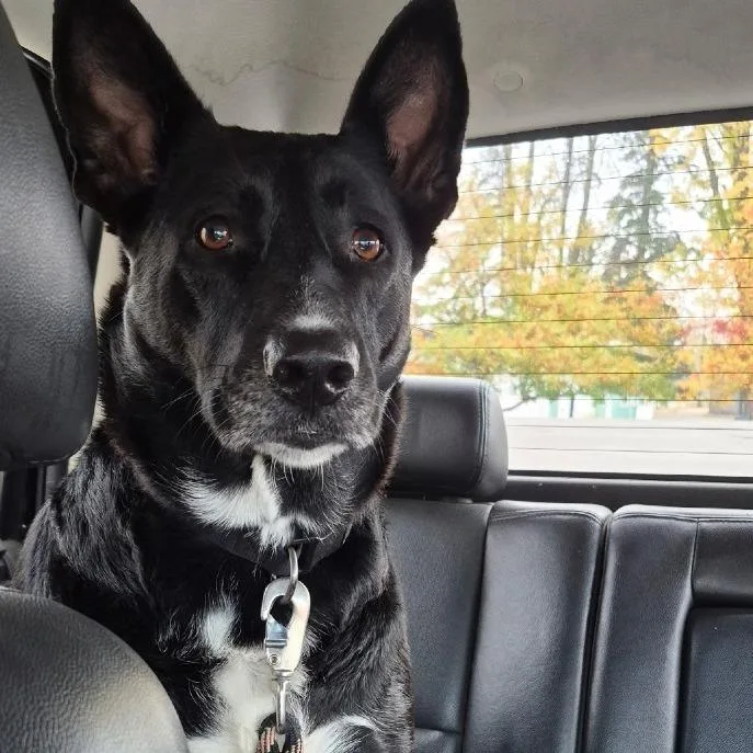 An adult large-sized female German Shepherd Dog dog named Booburs for adoption in Grand Rapids, MN