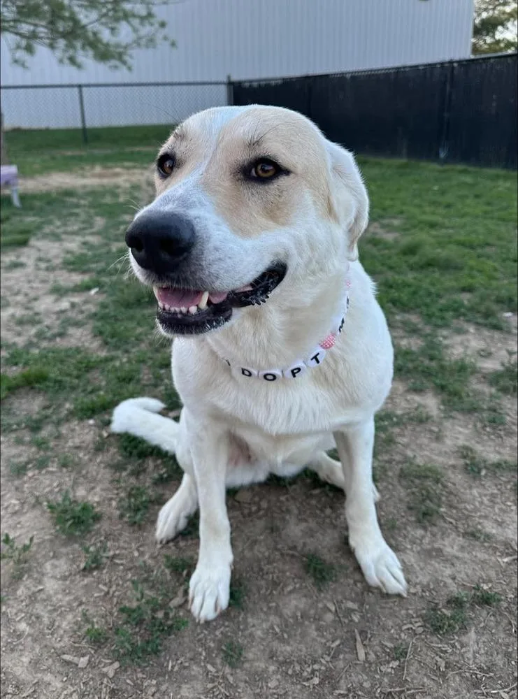 An adult large-sized female Great Pyrenees dog named Bandida for adoption in Evansville, IN
