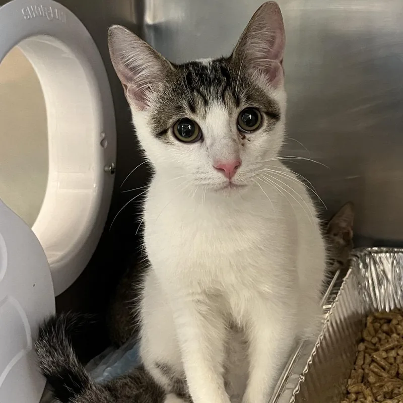 A baby medium-sized male White Domestic Short Hair cat named Frosty for adoption in West Palm Beach, FL