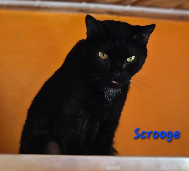 Scrooge thumbnail 3