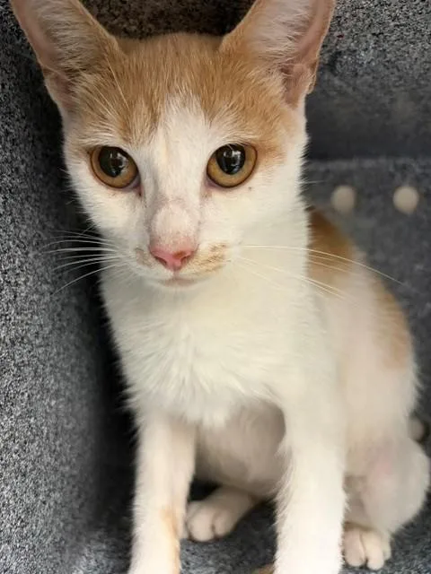 A young small-sized female Domestic Short Hair cat named Phoebe for adoption in Naples, FL