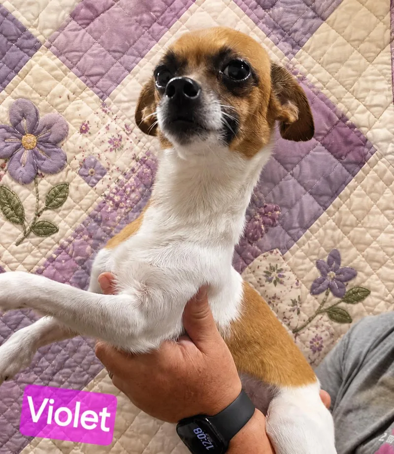 Violet thumbnail 2