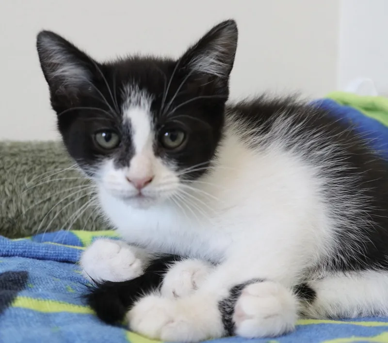 A baby medium-sized female Black & White / Tuxedo Domestic Short Hair cat named Sophia for adoption in Rossville, TN