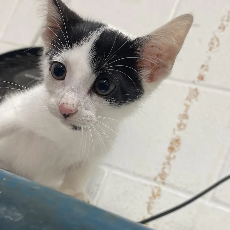 A young medium-sized female White Domestic Short Hair cat named Quesadilla for adoption in Edinburg, TX