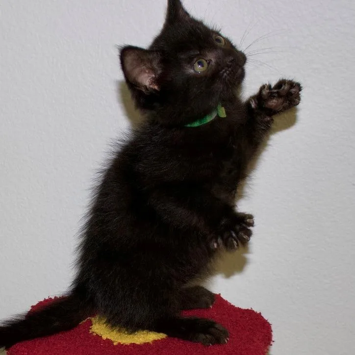 Kylo