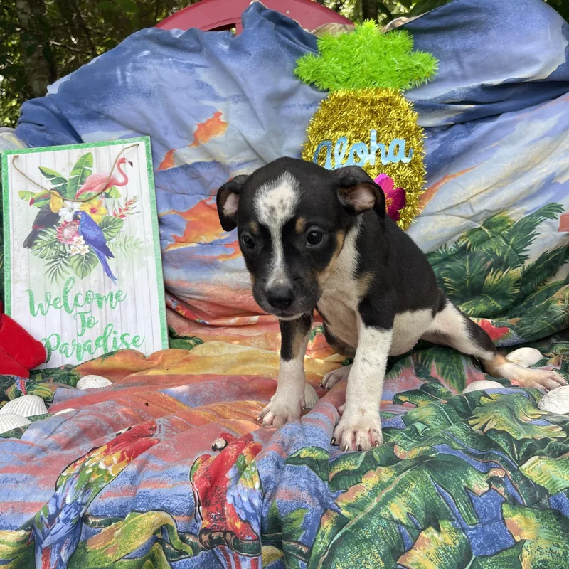 A baby medium-sized female Boxer dog named Poppy for adoption in Sebring, FL