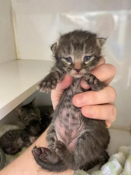 Catrick Swazye