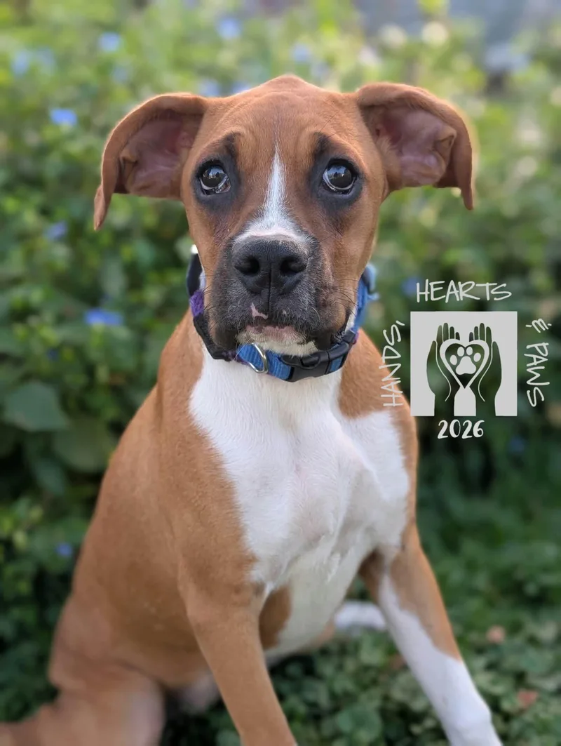 A baby medium-sized female Boxer dog named Wisp for adoption in Omaha, NE