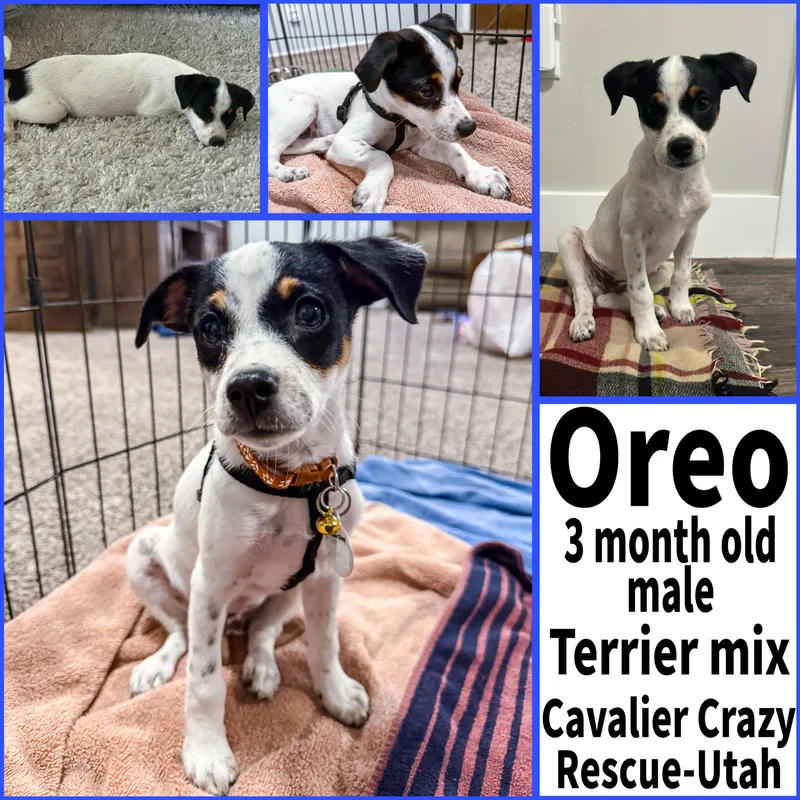 A baby small-sized male Tricolor (Brown, Black, & White) Mixed Breed dog named Oreo for adoption in Midvale, UT