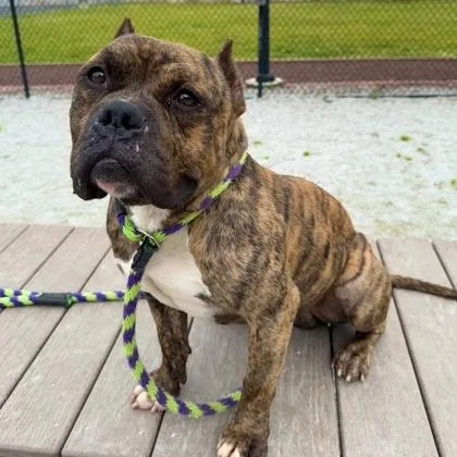 An adult medium-sized male Brindle American Bully dog named Milo for adoption in Philadelphia, PA