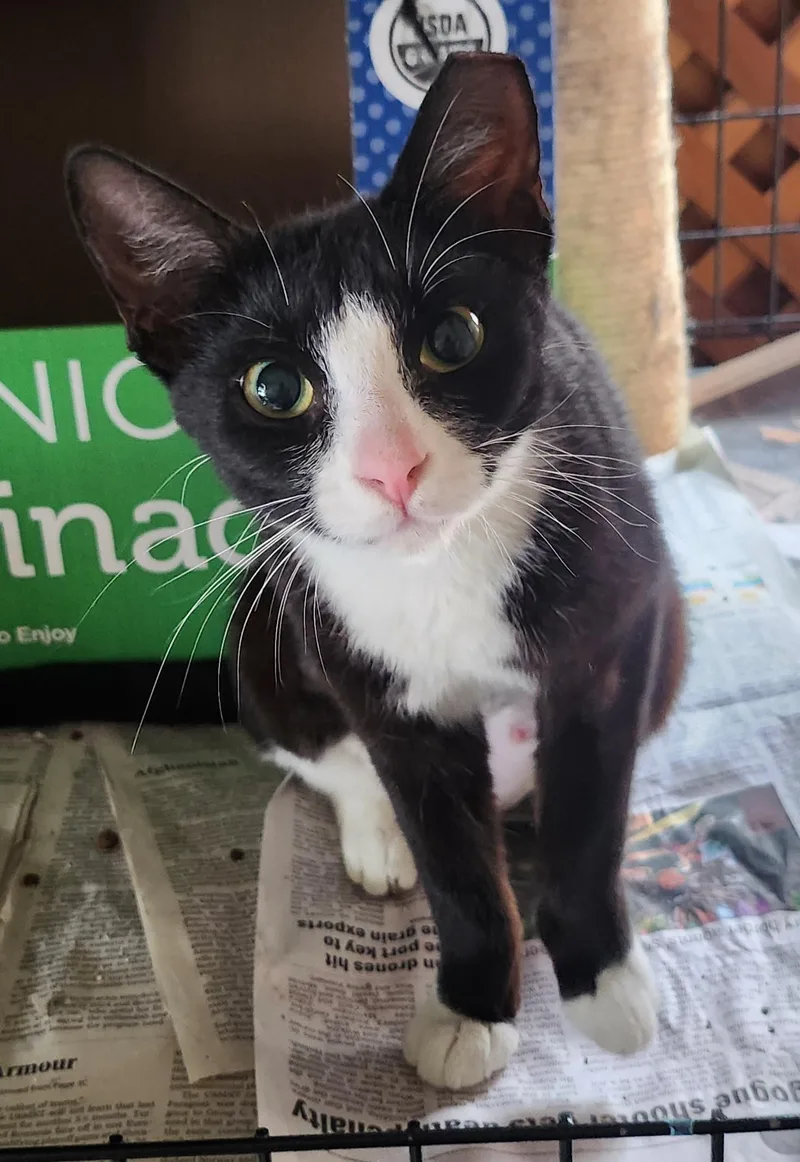 An adult medium-sized female Black & White / Tuxedo Domestic Short Hair cat named Mitzie for adoption in Stockton, CA