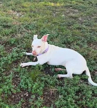 A baby small-sized female White / Cream Chihuahua dog named Nova for adoption in Vernon, CT