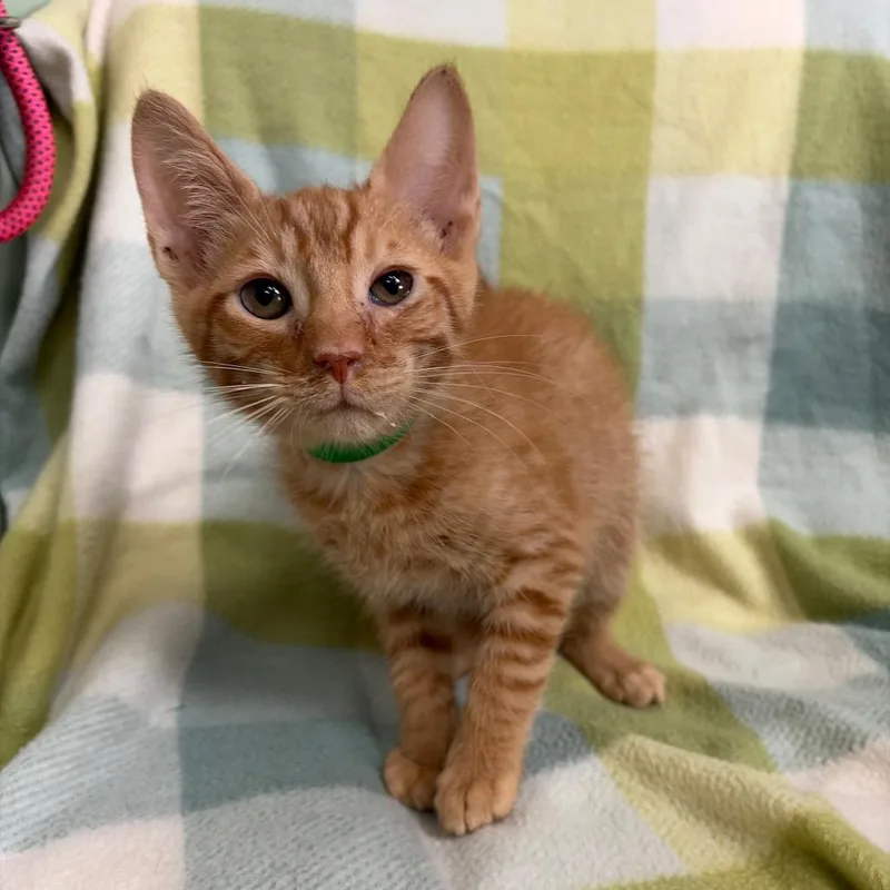 A baby small-sized male Orange / Red Domestic Short Hair cat named Frank for adoption in West Point, MS