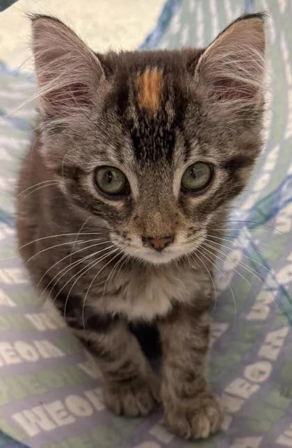 Penelope thumbnail 2
