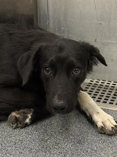 A young medium-sized male Mixed Breed dog named Stuart for adoption in Dallas, TX