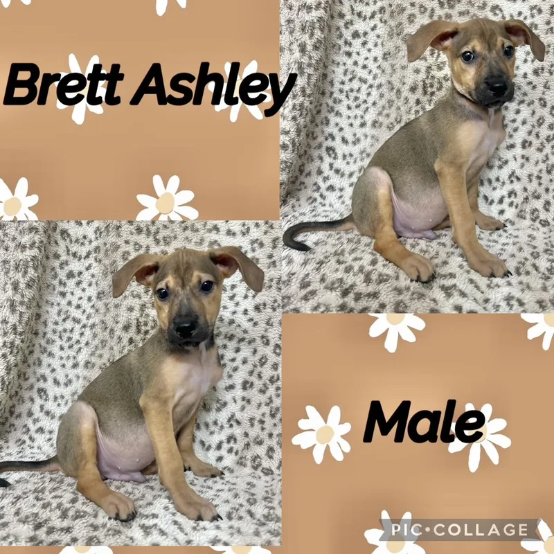 A baby medium-sized male German Shepherd Dog dog named Brett Ashley for adoption in Manchester, CT