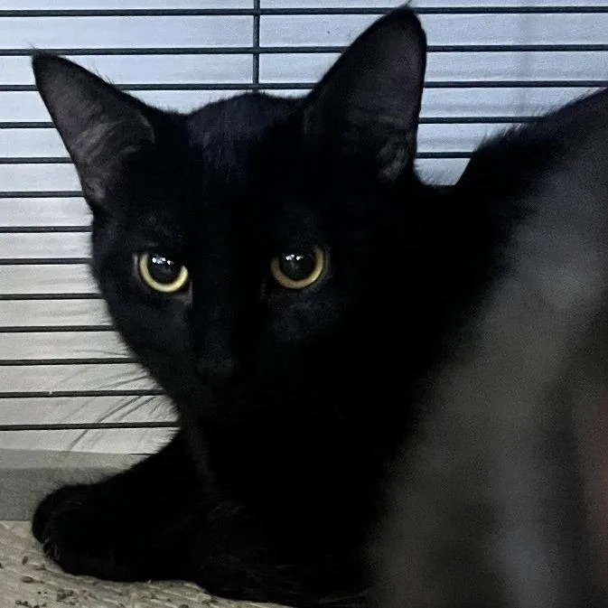 A young medium-sized male Domestic Short Hair cat named Alexios for adoption in Shawnee, KS