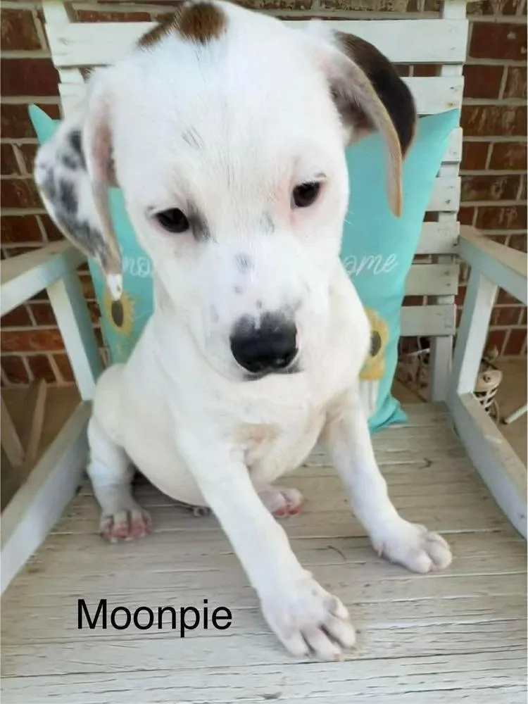 Moonpie