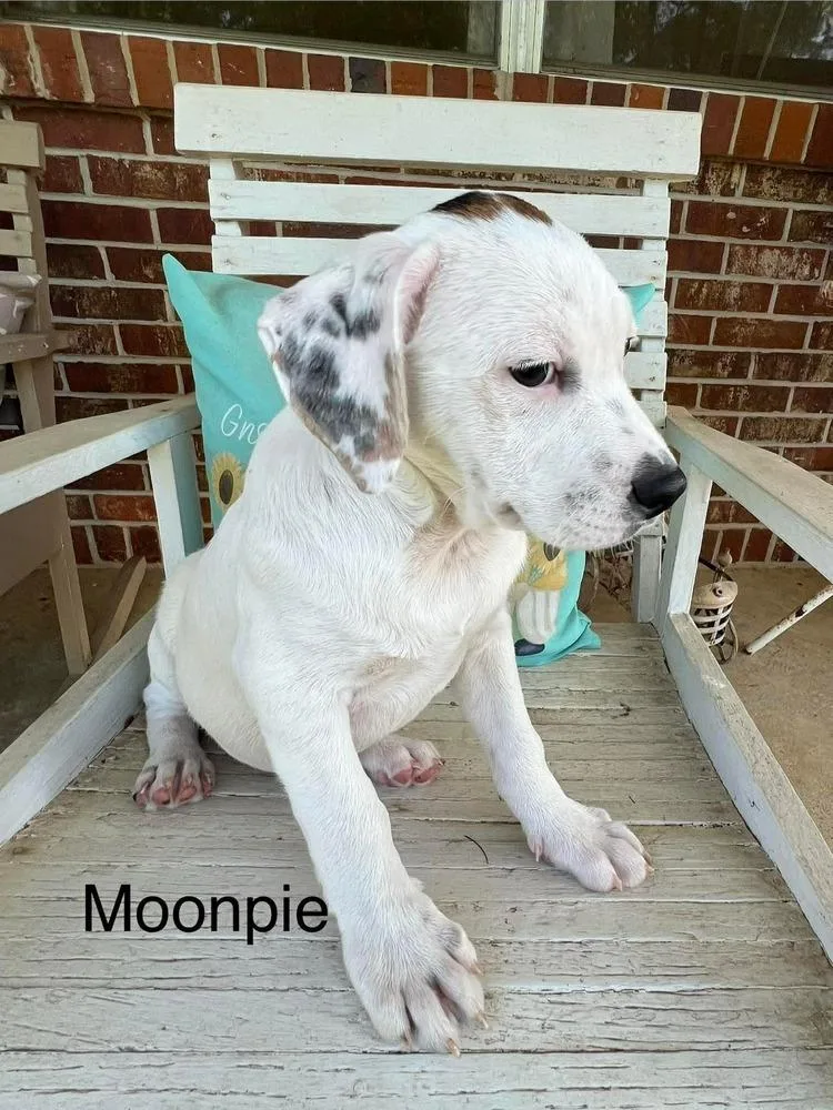 Moonpie thumbnail 2