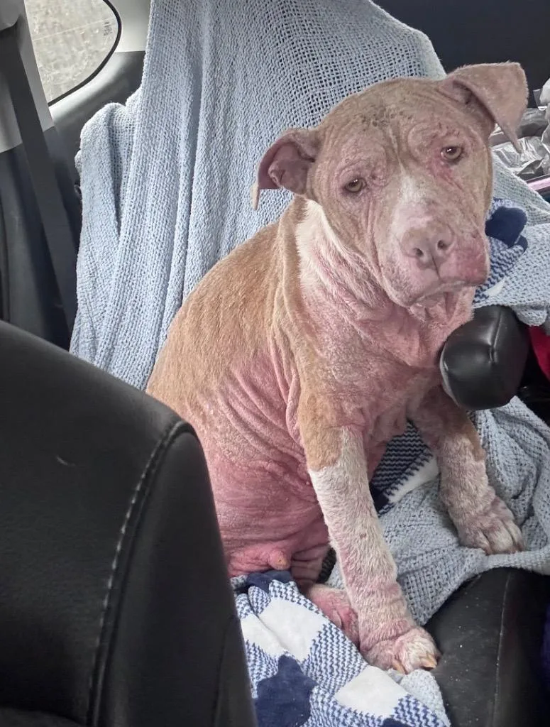 A young large-sized female American Staffordshire Terrier dog named Nila for adoption in Waynesville, GA