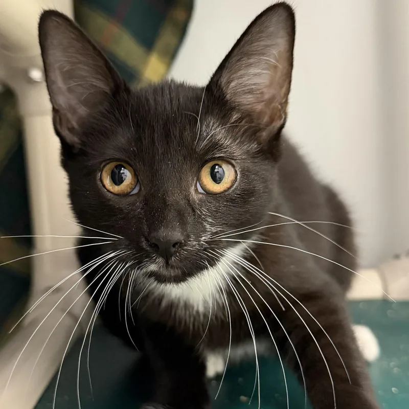 A baby small-sized female Black & White / Tuxedo Domestic Short Hair cat named Courtney for adoption in Cooperstown, NY