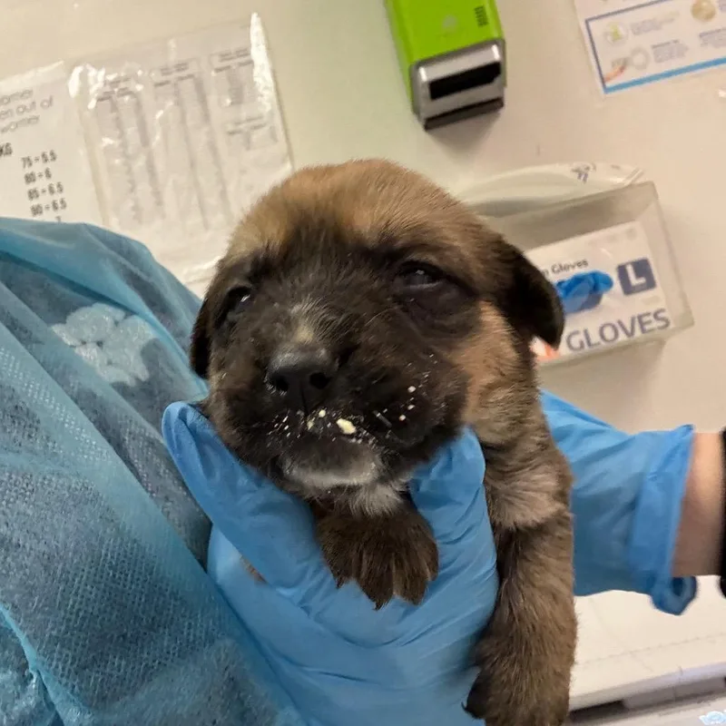 A baby small-sized female Brown / Chocolate Mixed Breed dog named Princess Diana for adoption in Charleston, WV