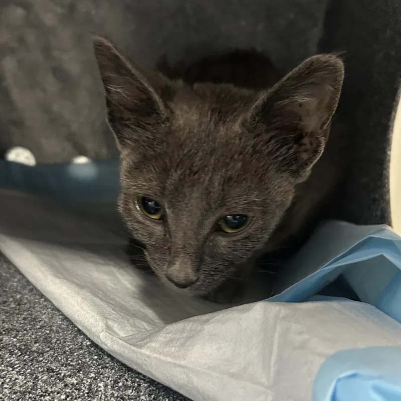 A baby small-sized female Domestic Short Hair cat named Vida for adoption in Greenville, SC