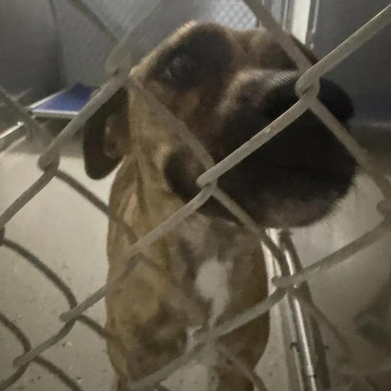 A young medium-sized female Brindle Boxer dog named Flo Jo for adoption in Marion, VA