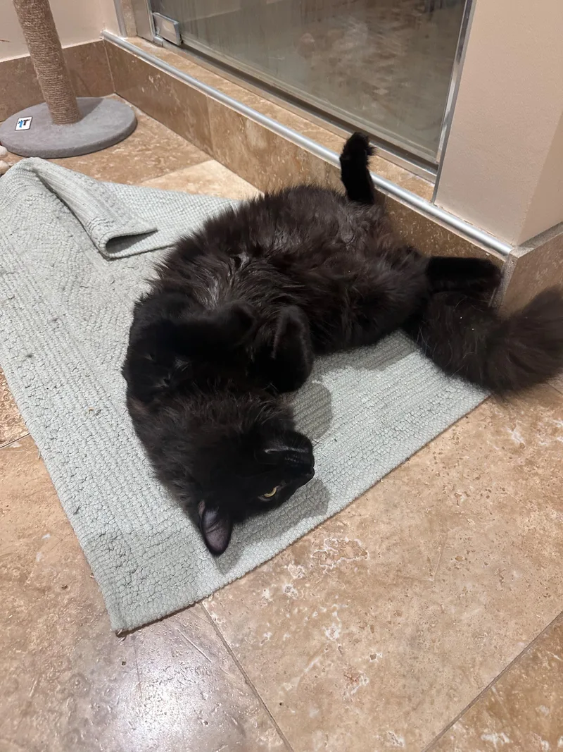A young medium-sized male Black Domestic Medium Hair cat named Michelob for adoption in New Britain, CT