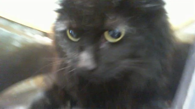 An adult large-sized male Domestic Long Hair cat named Nugget for adoption in Charlotte, NC