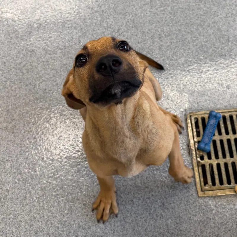 A baby large-sized male Brown / Chocolate Labrador Retriever dog named Bart for adoption in Martinsville, VA