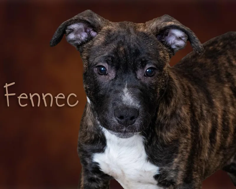A baby small-sized male Brindle Pit Bull Terrier dog named Fennec for adoption in Somerset, PA