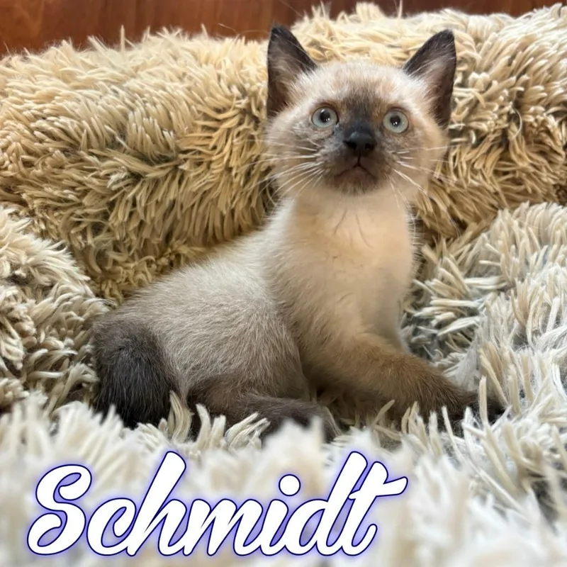 A baby small-sized male Domestic Short Hair cat named Schmidt for adoption in Hillsboro, OH