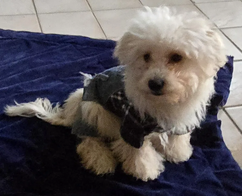 Piper