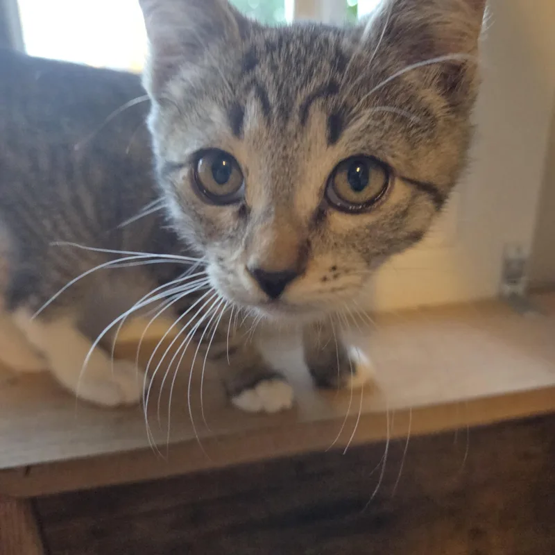 A baby small-sized male Tabby cat named Heman for adoption in Des Moines , WA