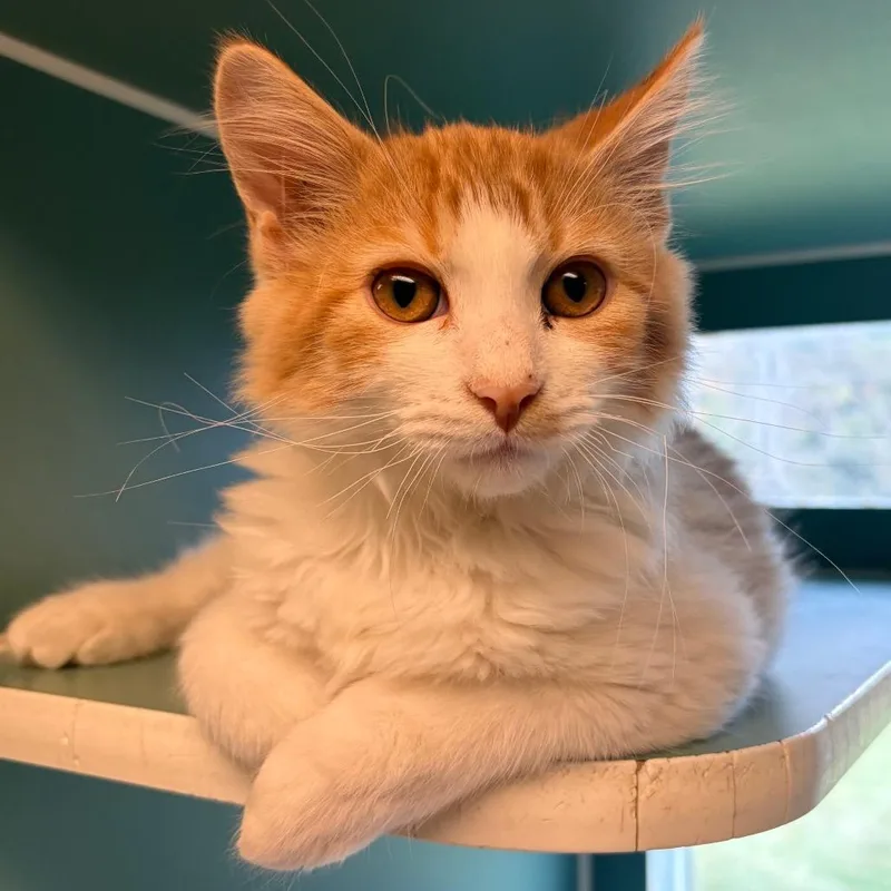 A baby small-sized male Domestic Medium Hair cat named Ross for adoption in Morrisville, VT