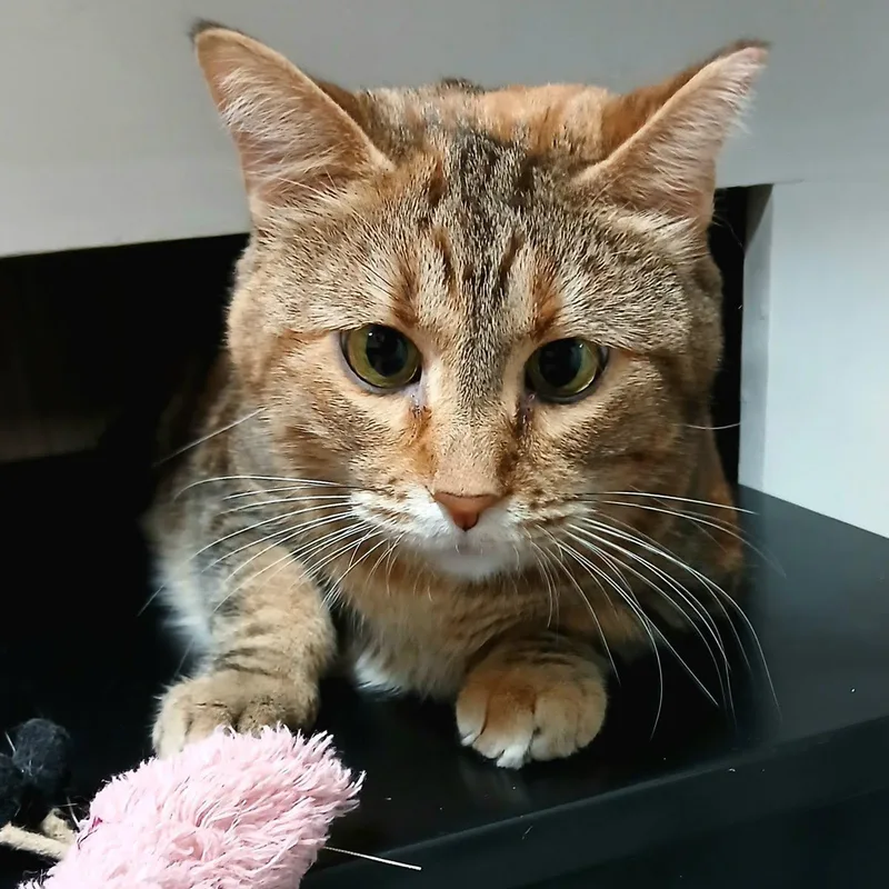 An adult medium-sized female Torbie cat named Sylvia for adoption in Crestwood, MO