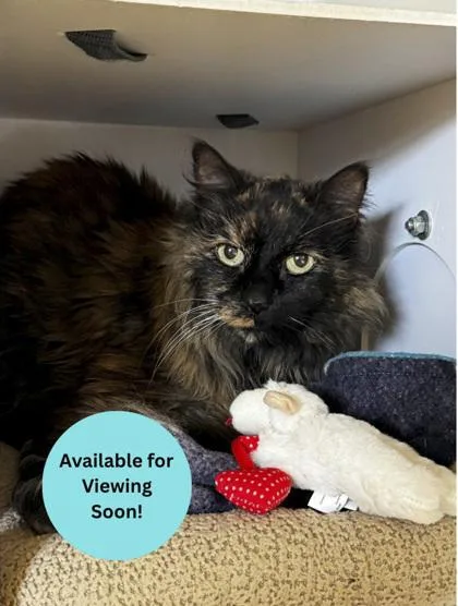 A senior medium-sized female Domestic Long Hair cat named Sassy for adoption in Kalispell, MT