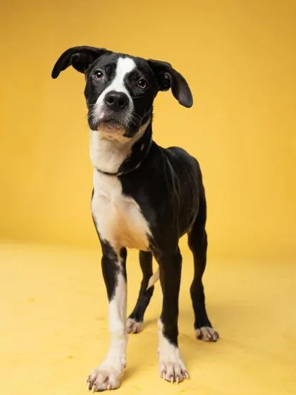 A young medium-sized male Mixed Breed dog named Dexter for adoption in Atlanta, GA