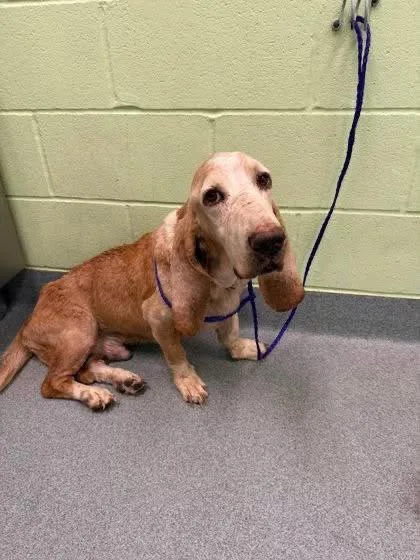 A senior large-sized male Basset Hound dog named Theodore for adoption in Grapevine, TX