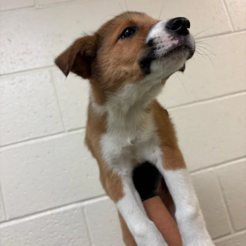 A baby small-sized female Yellow / Tan / Blond / Fawn Mixed Breed dog named Masha for adoption in Memphis, TN