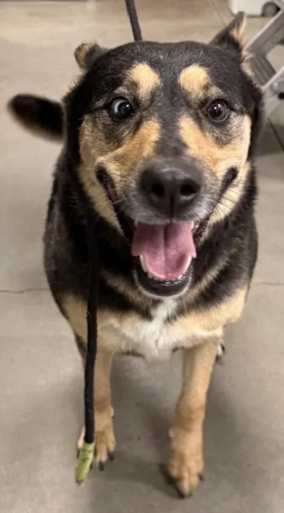 An adult large-sized female Australian Kelpie dog named Pepper for adoption in Chatsworth, CA
