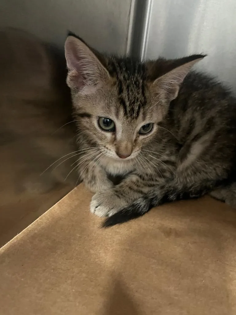 A baby small-sized male Domestic Short Hair cat named Butters for adoption in Cartersville , GA