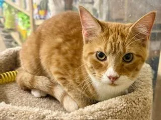 Russell Orange Kit thumbnail 2