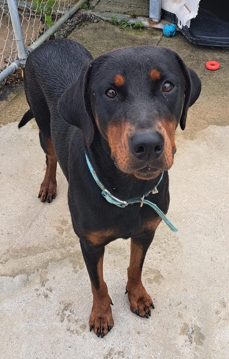 An adult large-sized female Black Doberman Pinscher dog named Rosaria for adoption in Manning, SC