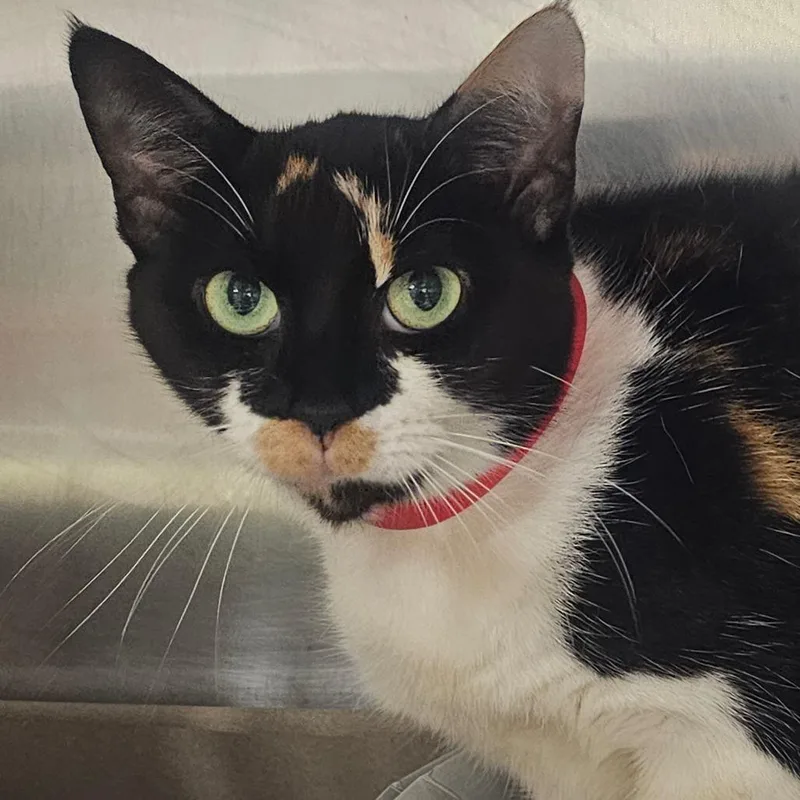 An adult large-sized female Calico Domestic Short Hair cat named Pixie for adoption in Tampa, FL